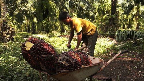 Palmolie: wereldmerken profiteren van kinder- en dwangarbeid