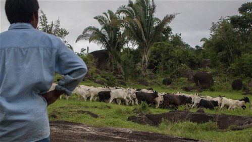 Vee dat illegaal graasde in Amazone komt terecht in keten van vleesverwerker JBS